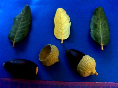 Quercus ilex subp. ballota var. 4 acorns and leaves — Dehesa Boyal de Puertollano, Spain