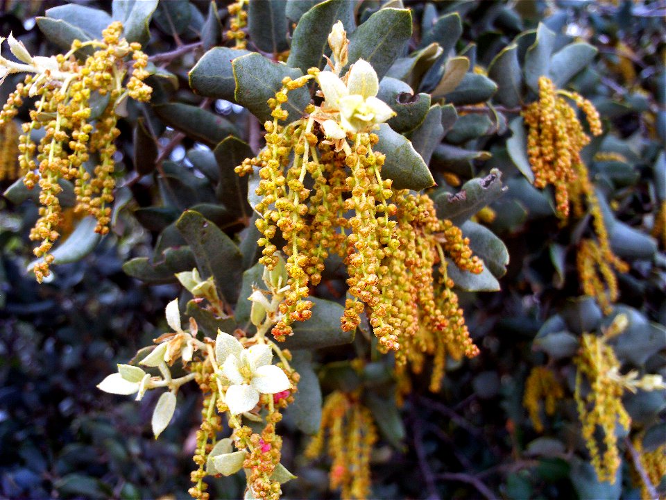 Quercus ilex subsp. ballota "trama" inflorescences, Dehesa Boyal de Puertollano, Spain