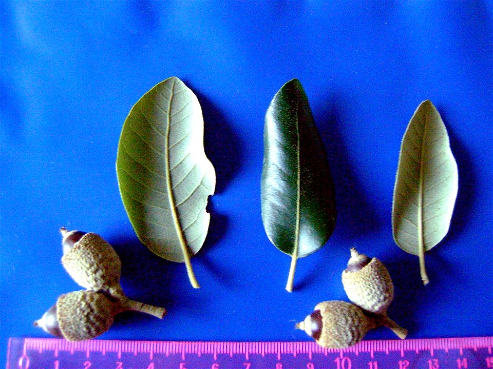 Quercus ilex subp. ballota var. 7 acorns and leaves — Dehesa Boyal de Puertollano, Spain