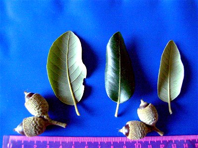 Quercus ilex subp. ballota var. 7 acorns and leaves — Dehesa Boyal de Puertollano, Spain