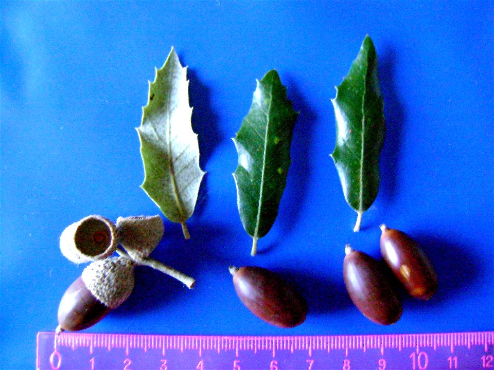 Quercus ilex subp. ballota var. 7 acorns and leaves — Dehesa Boyal de Puertollano, Spain