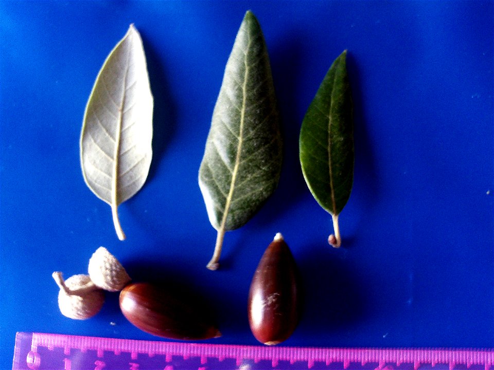 Quercus ilex subp. ballota var. 5 acorns and leaves — Dehesa Boyal de Puertollano, Spain