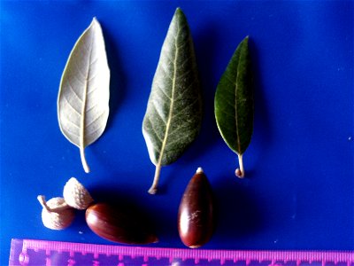 Quercus ilex subp. ballota var. 5 acorns and leaves — Dehesa Boyal de Puertollano, Spain