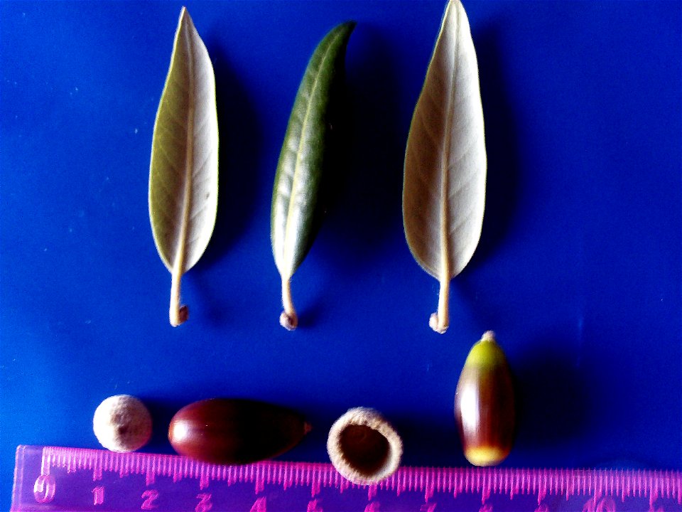 Quercus ilex subp. ballota var. 6 acorns and leaves —  Dehesa Boyal de Puertollano, Spain