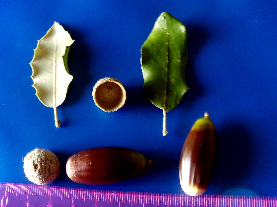 Quercus ilex subp. ballota var. 7 acorns and leaves — Dehesa Boyal de Puertollano, Spain