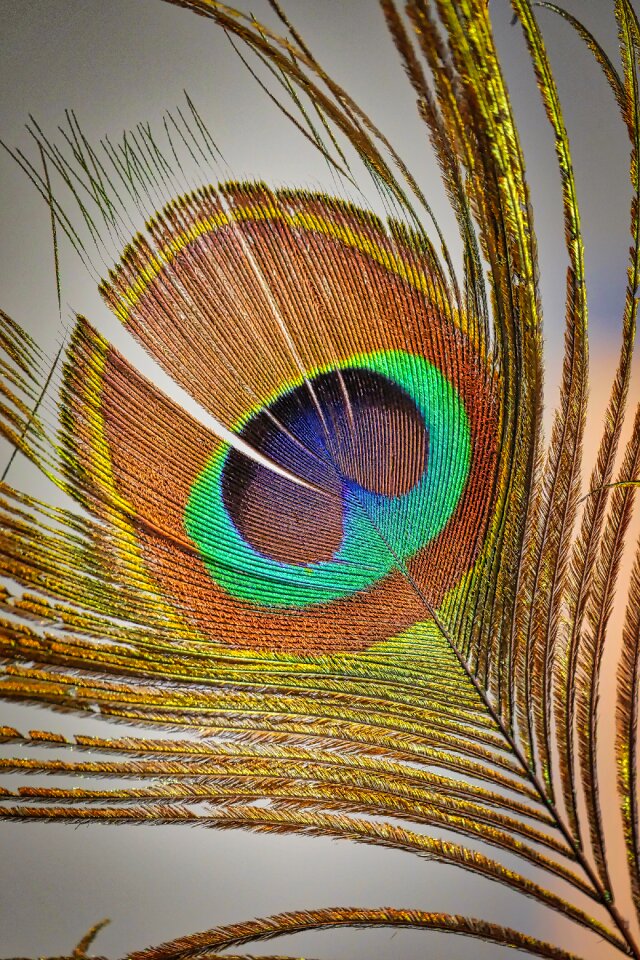 Peacock iridescent colorful