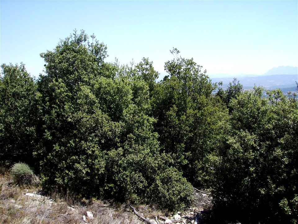 Image:Quercus_rotundifolia7__agost06_012.jpg
Quercus ilex subsp. rotundifolia

My own work, Castelltallat