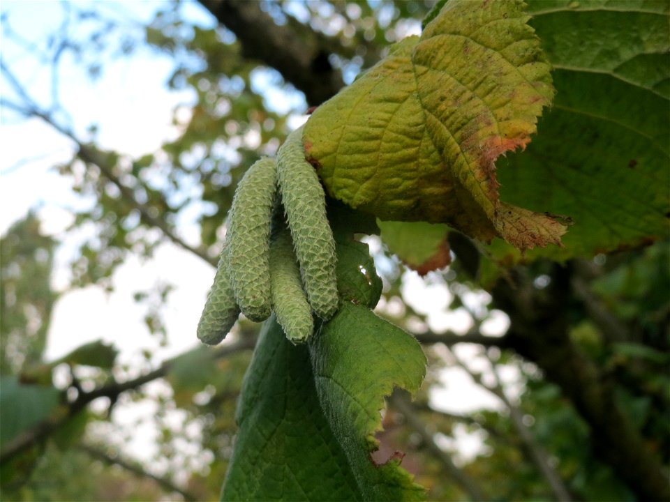 Haselnuss (Corylus avellana) in Hockenheim