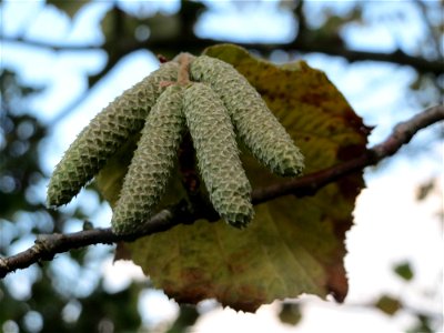 Haselnuss (Corylus avellana) in Hockenheim
