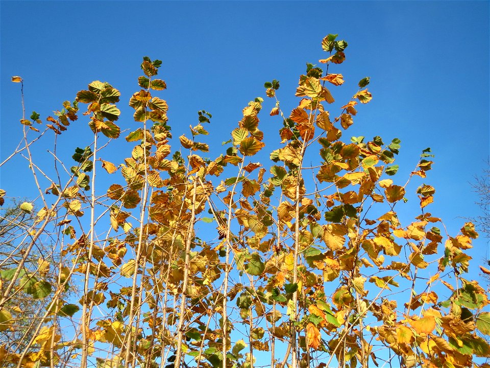 Haselnuss (Corylus avellana) in Hockenheim