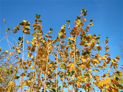 Haselnuss (Corylus avellana) in Hockenheim