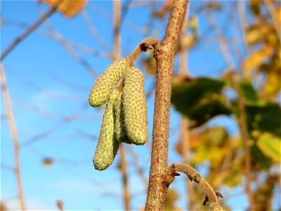 Haselnuss (Corylus avellana) in Hockenheim