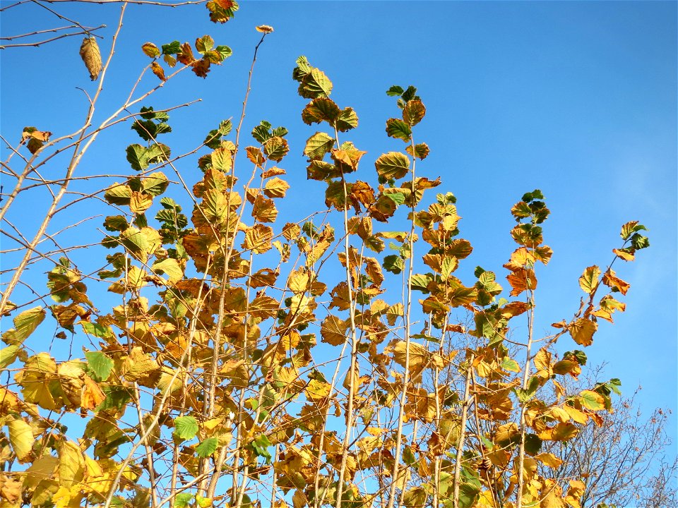 Haselnuss (Corylus avellana) in Hockenheim