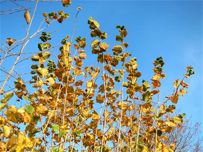 Haselnuss (Corylus avellana) in Hockenheim