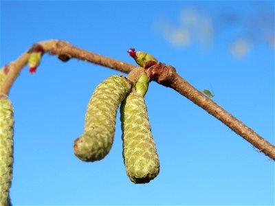 Haselnuss (Corylus avellana) am Osthafen Saarbrücken