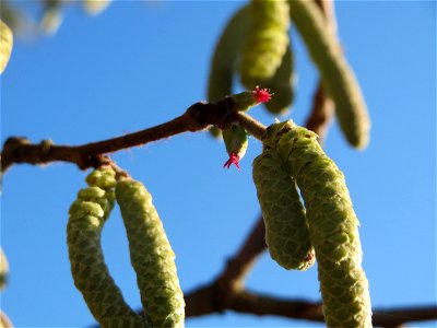 Haselnuss (Corylus avellana) am Osthafen Saarbrücken