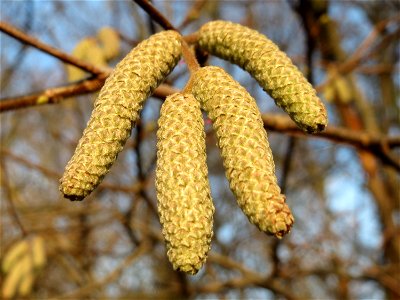 Haselnuss (Corylus avellana) im Landesgartenschaupark Hockenheim