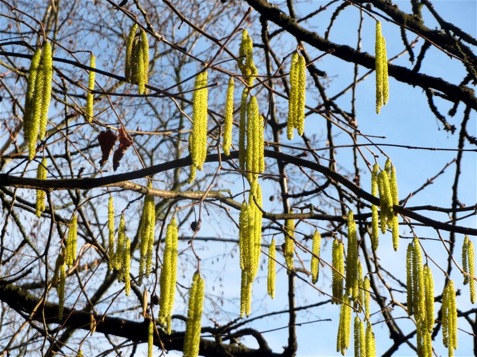 Blühende Haselnuss (Corylus avellana) in Hockenheim