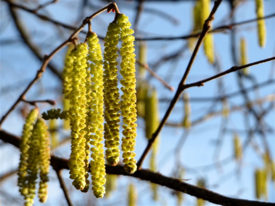 Blühende Haselnuss (Corylus avellana) in Hockenheim