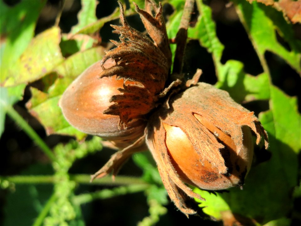 Haselnuss (Corylus avellana) am Winterberg in Sankt Arnual (außerhalb vom Landschaftsschutzgebiet)