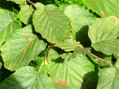 Gemeine Hasel (Corylus avellana) in Hockenheim