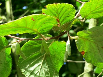 Gemeine Hasel (Corylus avellana) in Hockenheim
