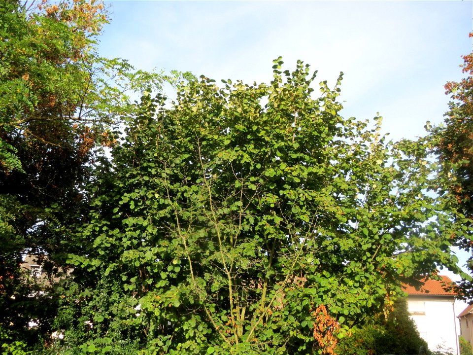 Gemeine Hasel (Corylus avellana) in Hockenheim