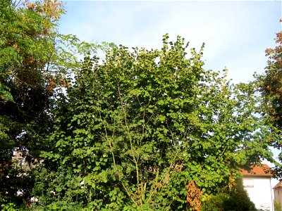 Gemeine Hasel (Corylus avellana) in Hockenheim