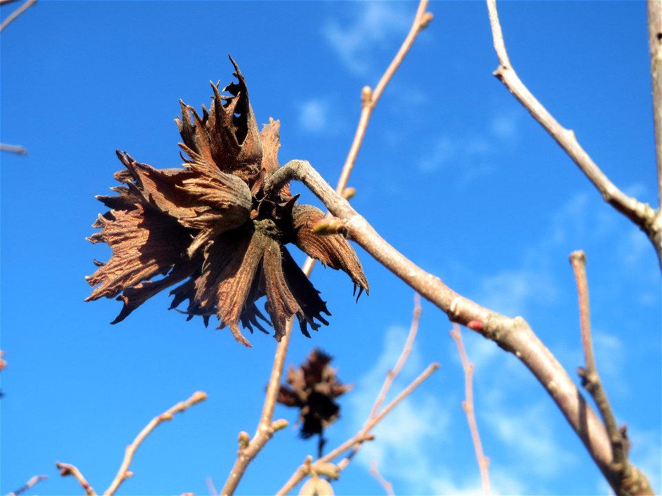 Haselnuss (Corylus avellana) bei Neulußheim