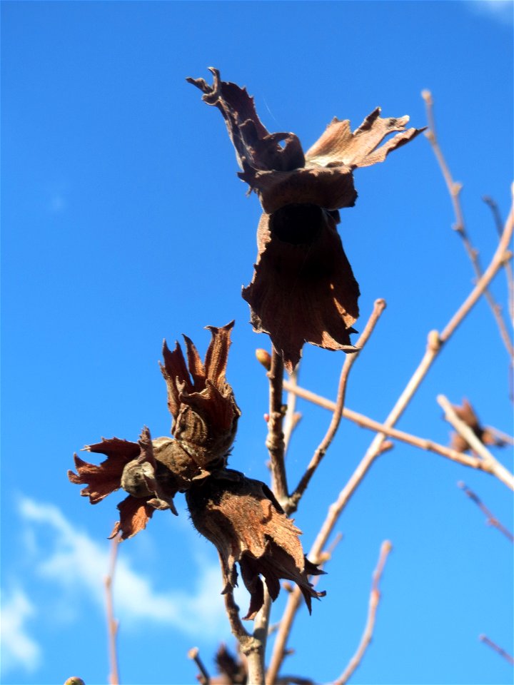 Haselnuss (Corylus avellana) bei Neulußheim