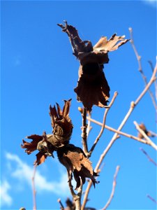 Haselnuss (Corylus avellana) bei Neulußheim