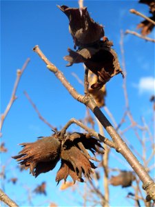 Haselnuss (Corylus avellana) bei Neulußheim