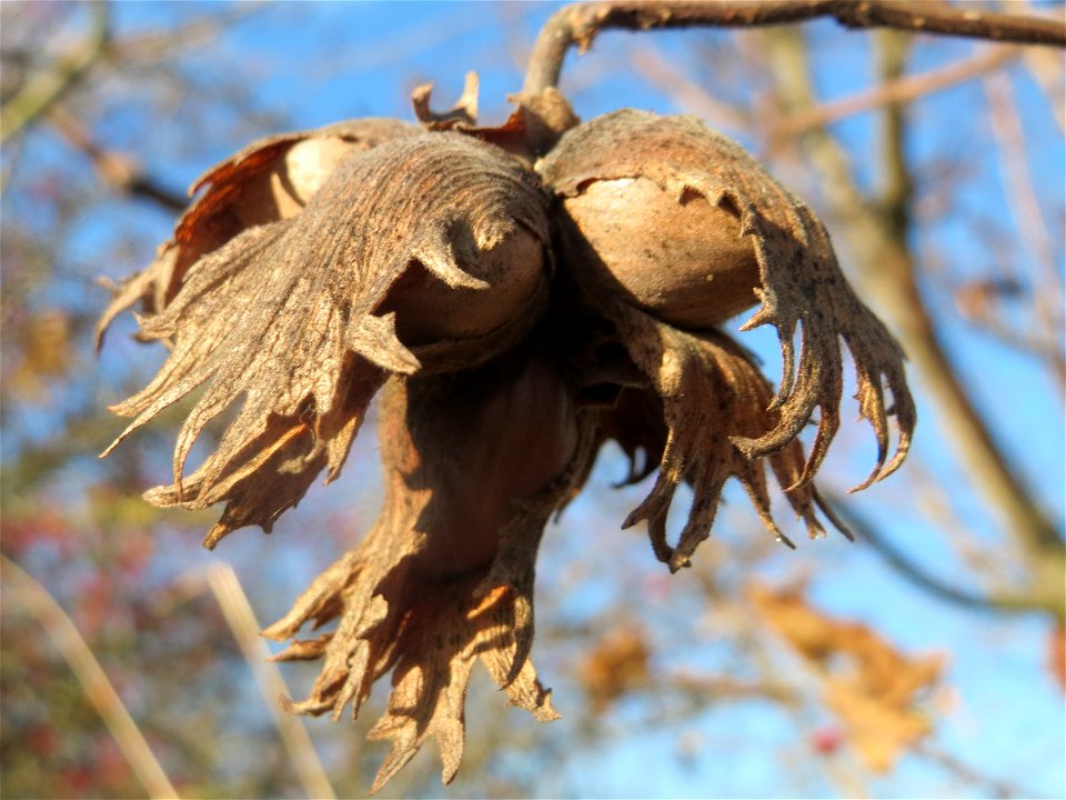Haselnuss (Corylus avellana) bei Neulußheim