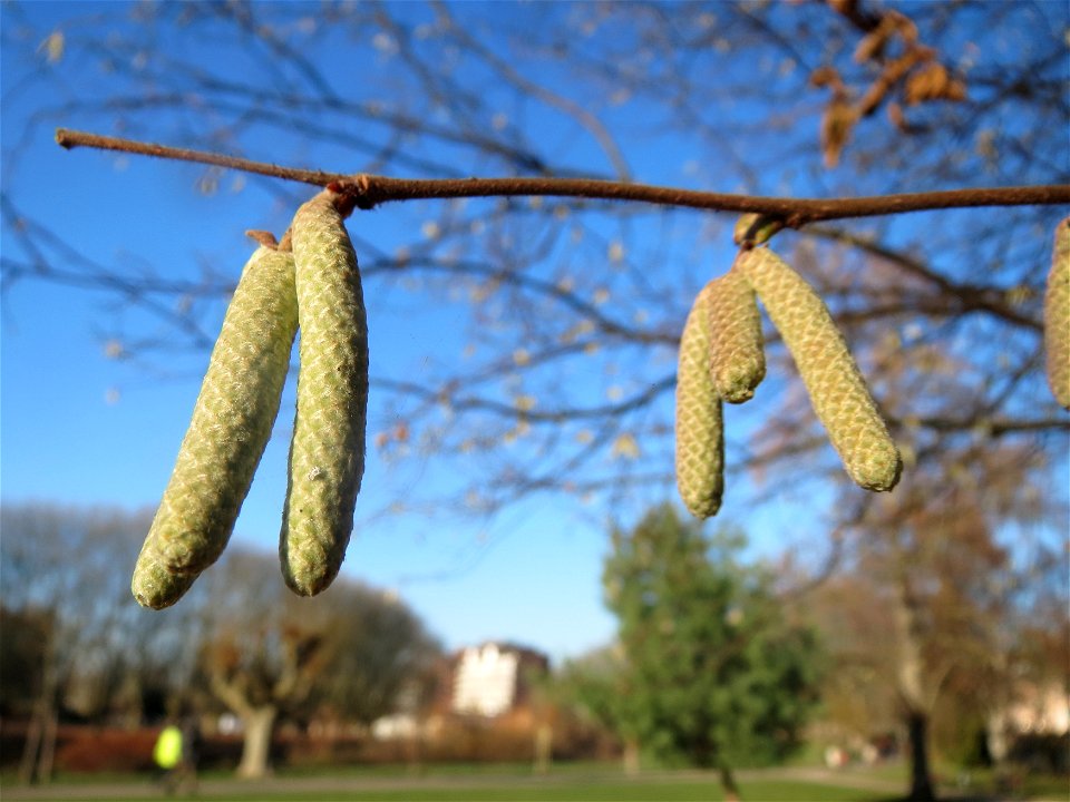 Haselnuss (Corylus avellana) am Staden in Saarbrücken