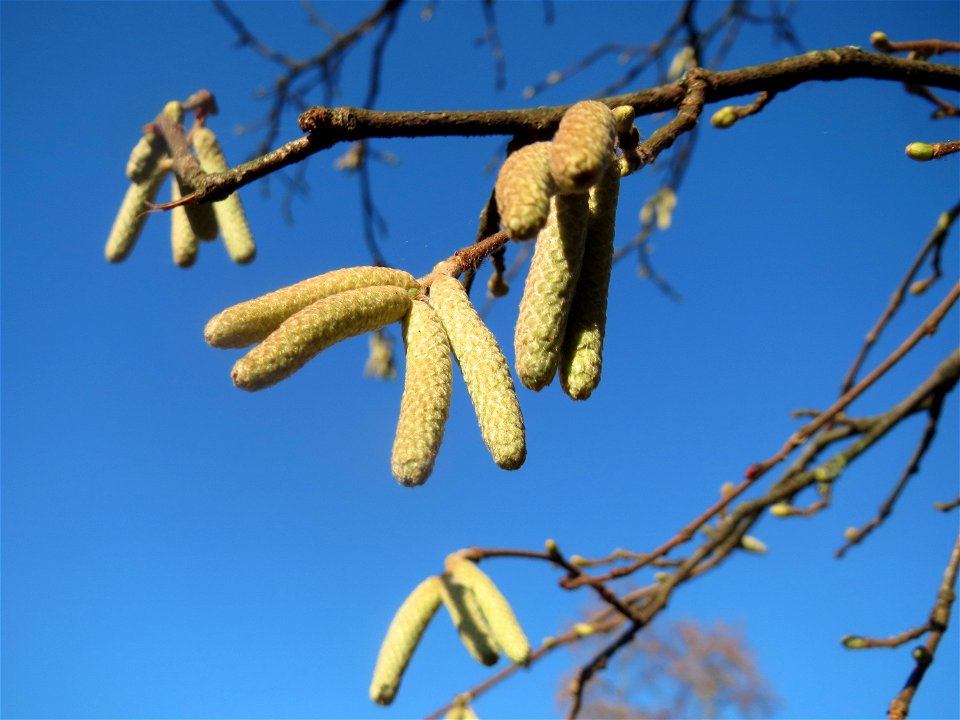 Haselnuss (Corylus avellana) am Staden in Saarbrücken