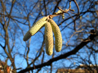 Haselnuss (Corylus avellana) am Staden in Saarbrücken