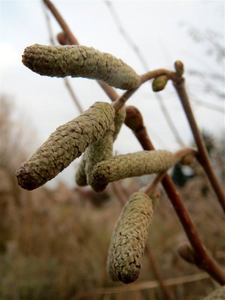 Haselnuss (Corylus avellana) im Hockenheimer Rheinbogen