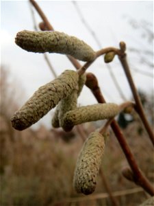 Haselnuss (Corylus avellana) im Hockenheimer Rheinbogen