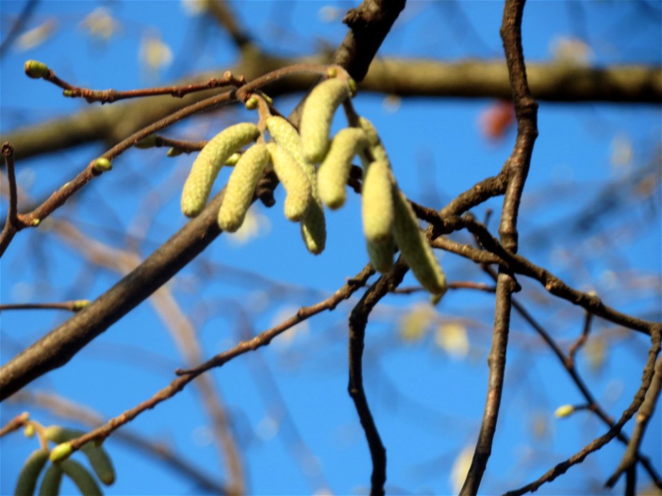 Haselnuss (Corylus avellana) am Staden in Saarbrücken
