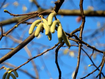 Haselnuss (Corylus avellana) am Staden in Saarbrücken