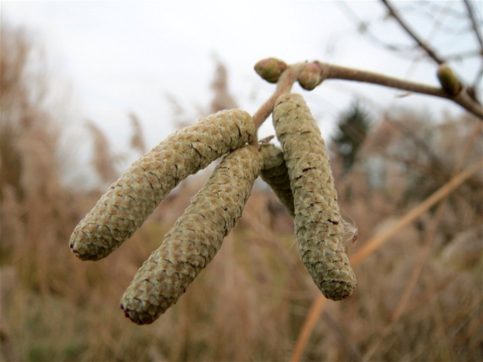 Haselnuss (Corylus avellana) im Hockenheimer Rheinbogen