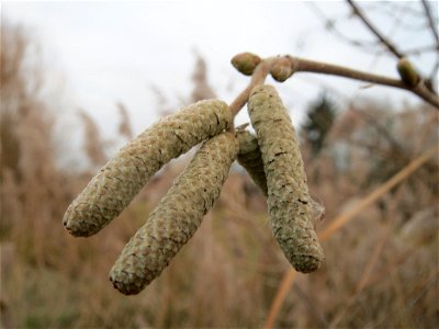 Haselnuss (Corylus avellana) im Hockenheimer Rheinbogen