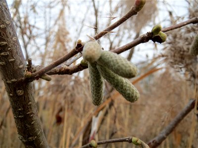 Haselnuss (Corylus avellana) im Hockenheimer Rheinbogen