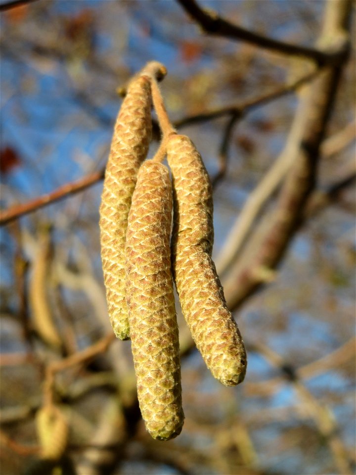 Haselnuss (Corylus avellana) bei Reilingen