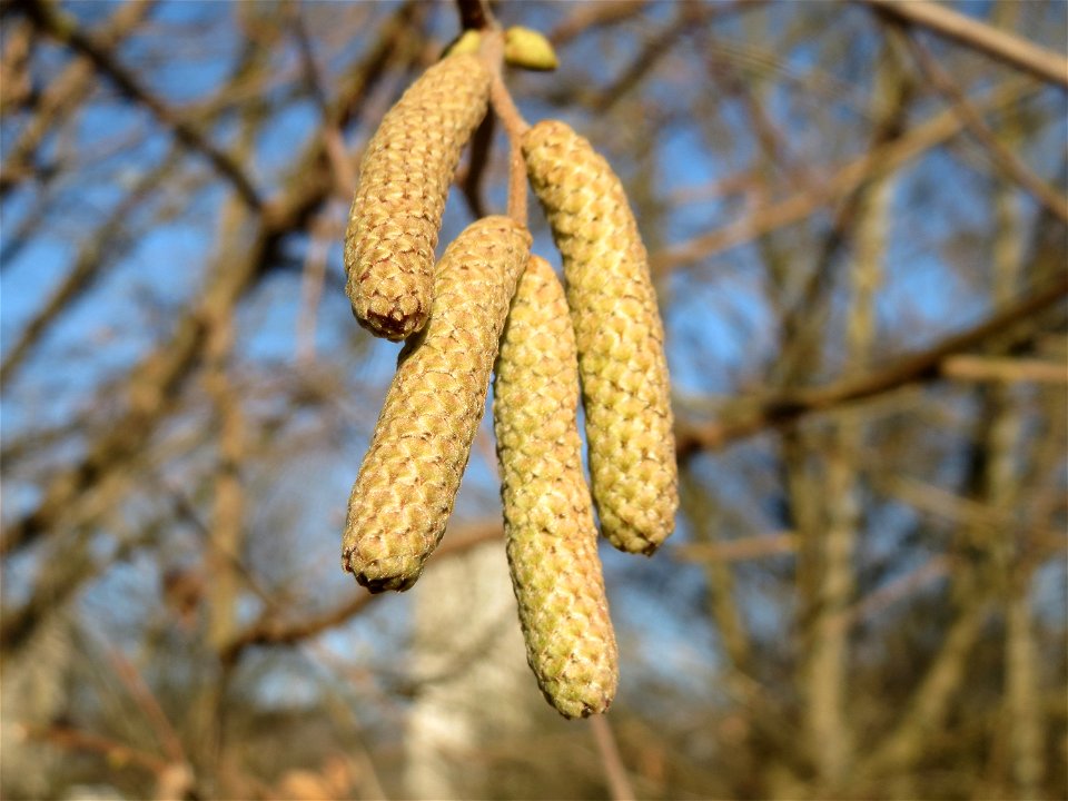 Haselnuss (Corylus avellana) am Rand vom Naturschutzgebiet "St. Arnualer Wiesen"