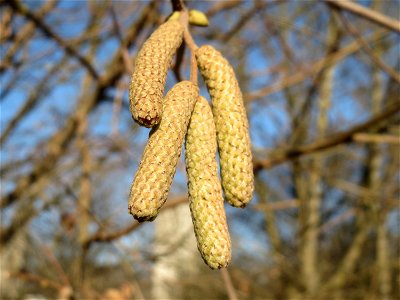 Haselnuss (Corylus avellana) am Rand vom Naturschutzgebiet "St. Arnualer Wiesen"