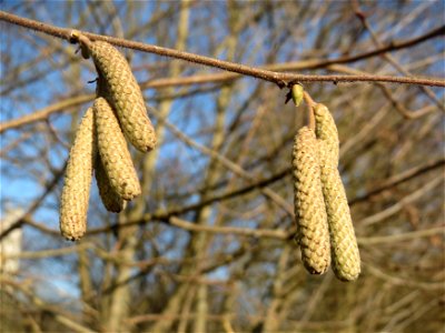 Haselnuss (Corylus avellana) am Rand vom Naturschutzgebiet "St. Arnualer Wiesen"