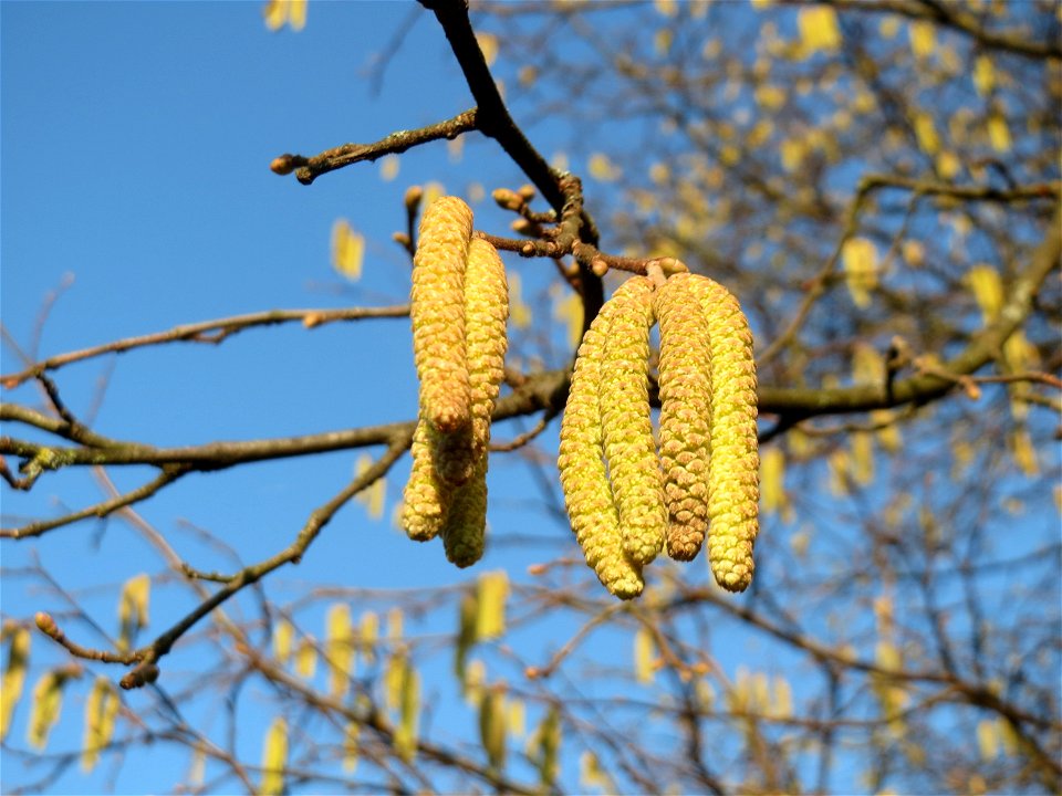 Kätzchen der Haselnuss (Corylus avellana) am Staden in Saarbrücken kurz vorm aufblühen