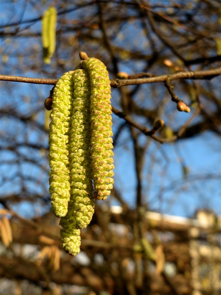 Kätzchen der Haselnuss (Corylus avellana) am Staden in Saarbrücken kurz vorm aufblühen