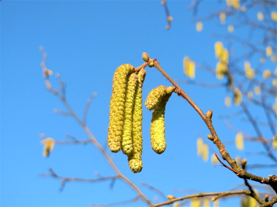 Kätzchen der Haselnuss (Corylus avellana) am Staden in Saarbrücken kurz vorm aufblühen